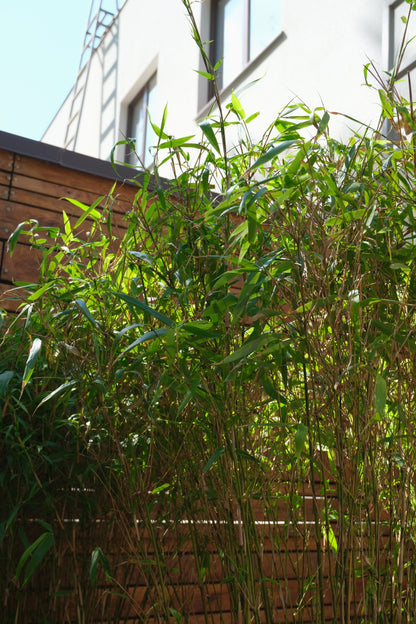 Bambu exterior - Image 1