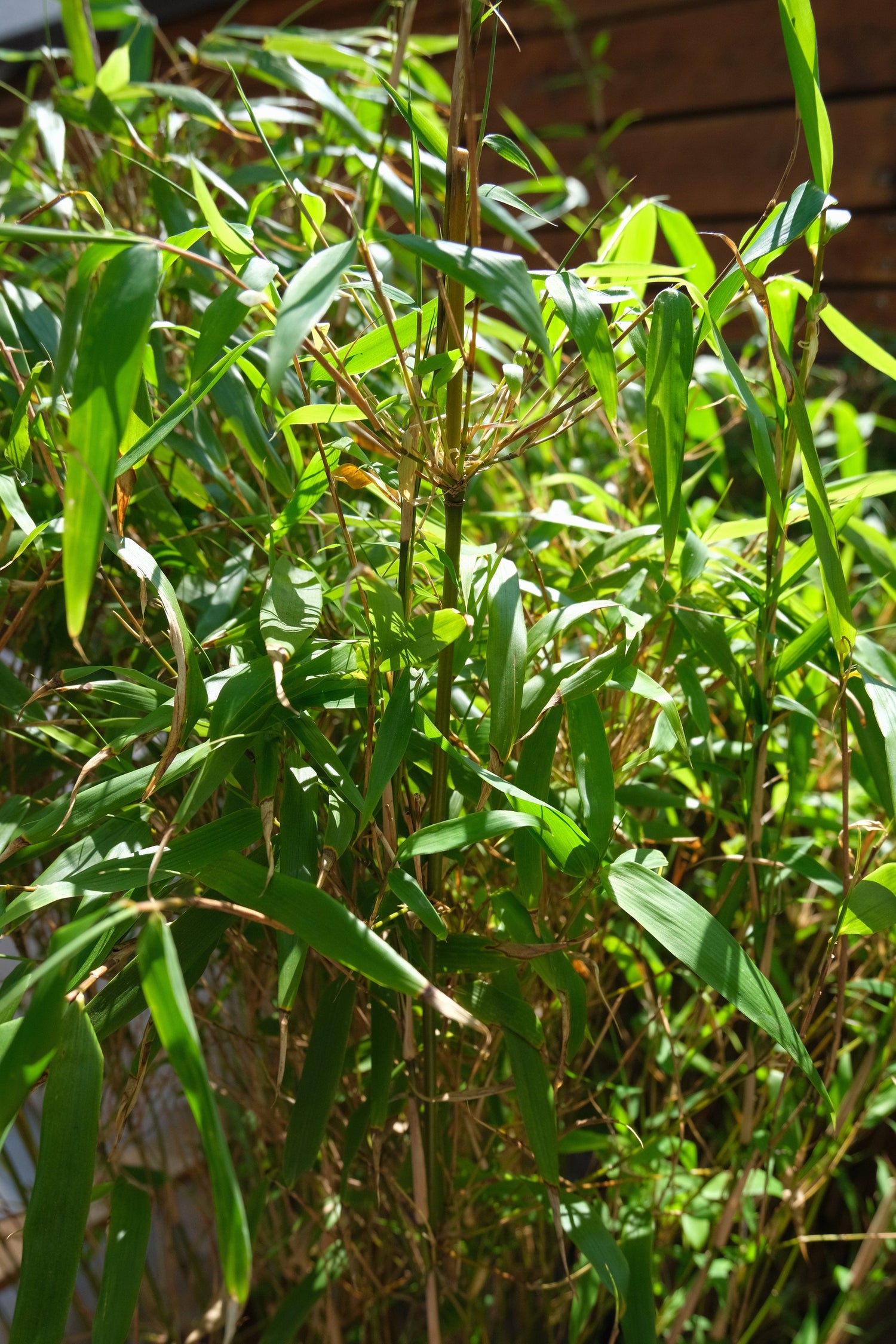 Bambu exterior - Image 3
