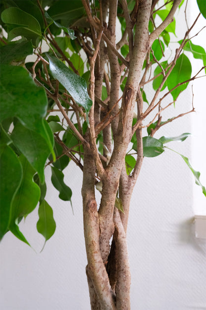 Ficus Be Exotica Twisted - Image 11