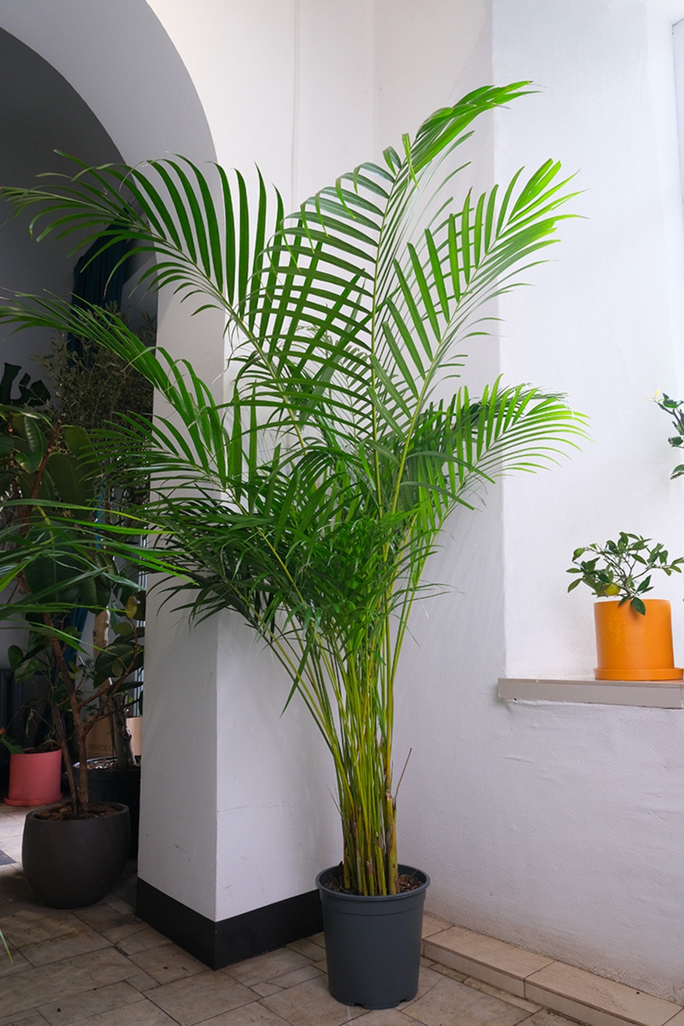 Dypsis - Image 12