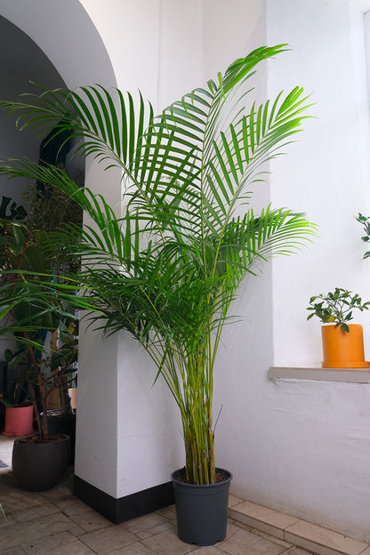 Dypsis - Image 12