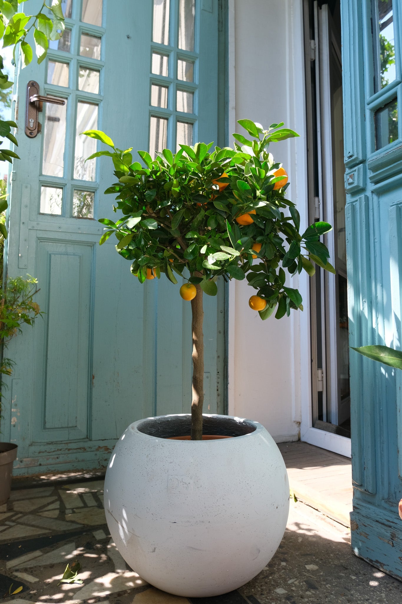 Citrus Calamondin on Stem - Image 8