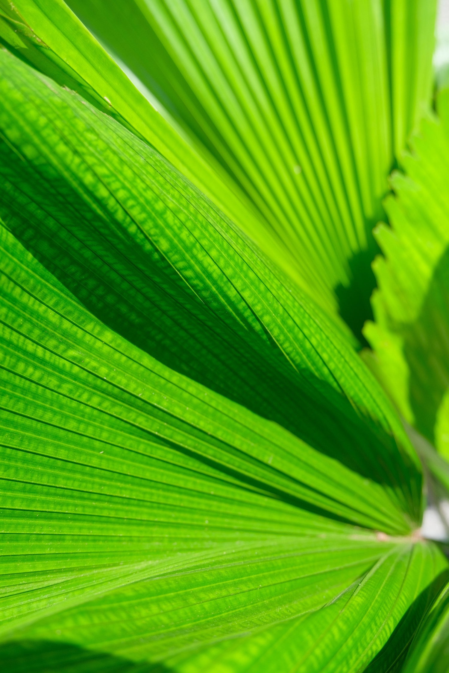 Licuala Grandis - Image 10