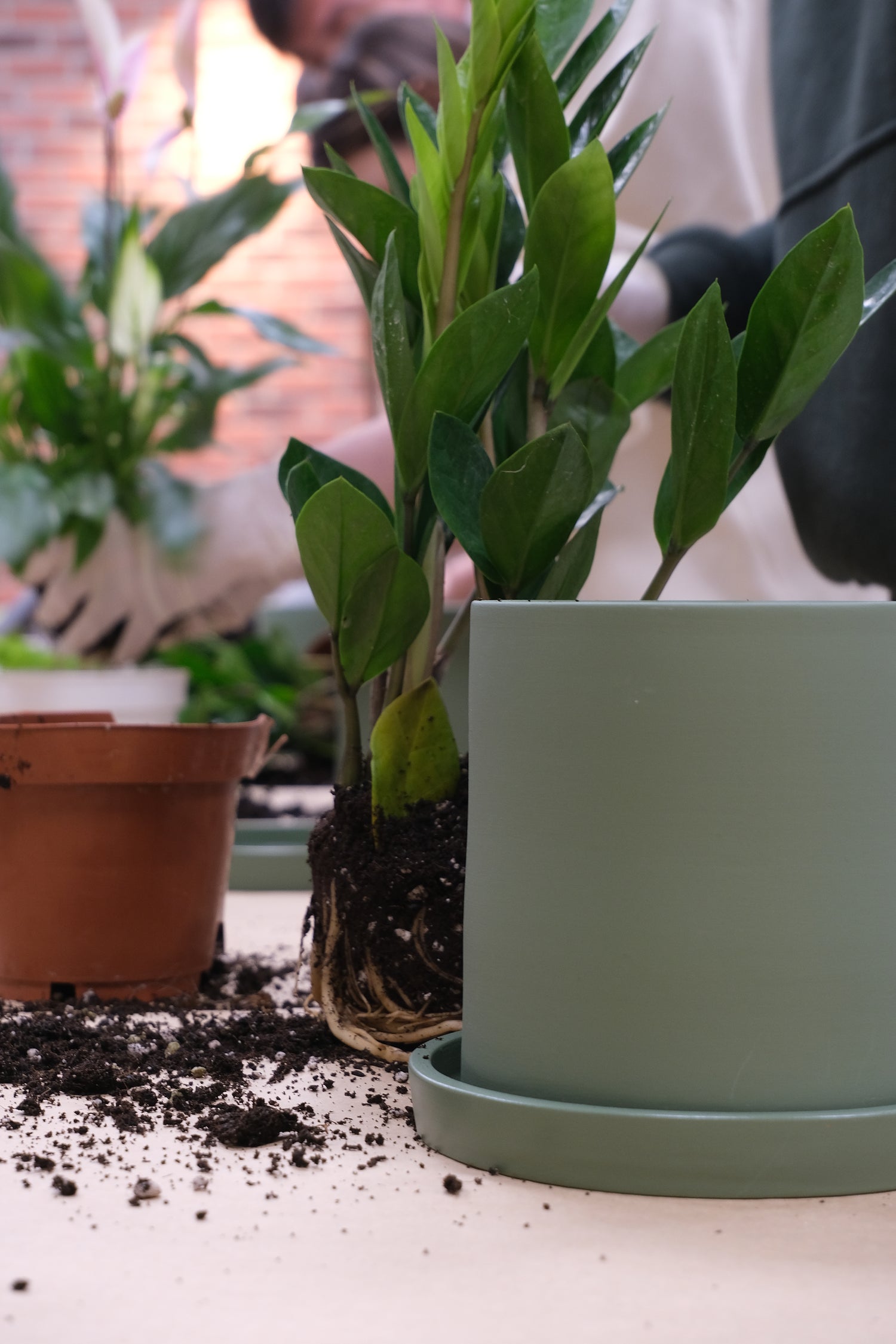 Atelier Primii Pași Plantare