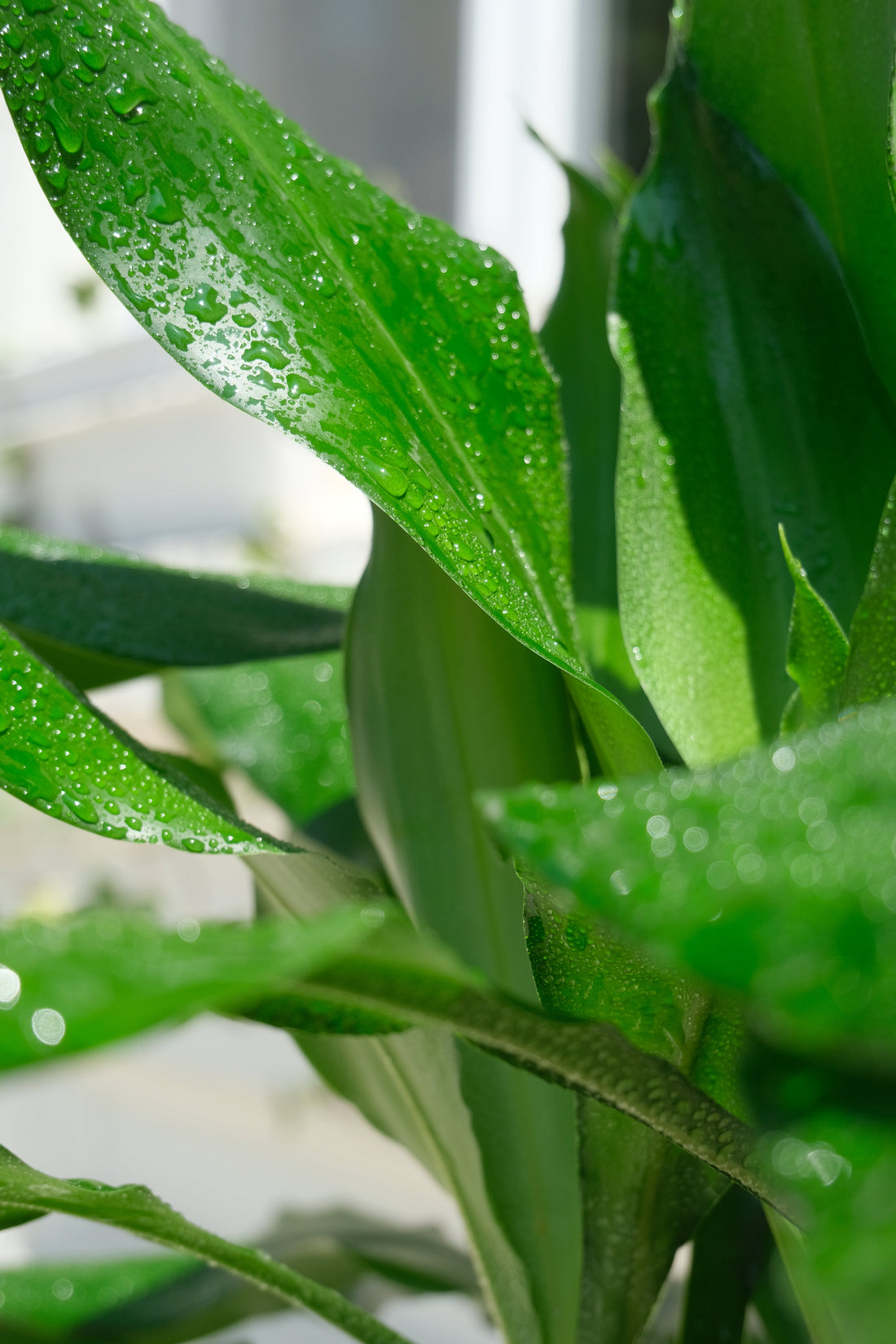 Dracaena Lind - Image 9