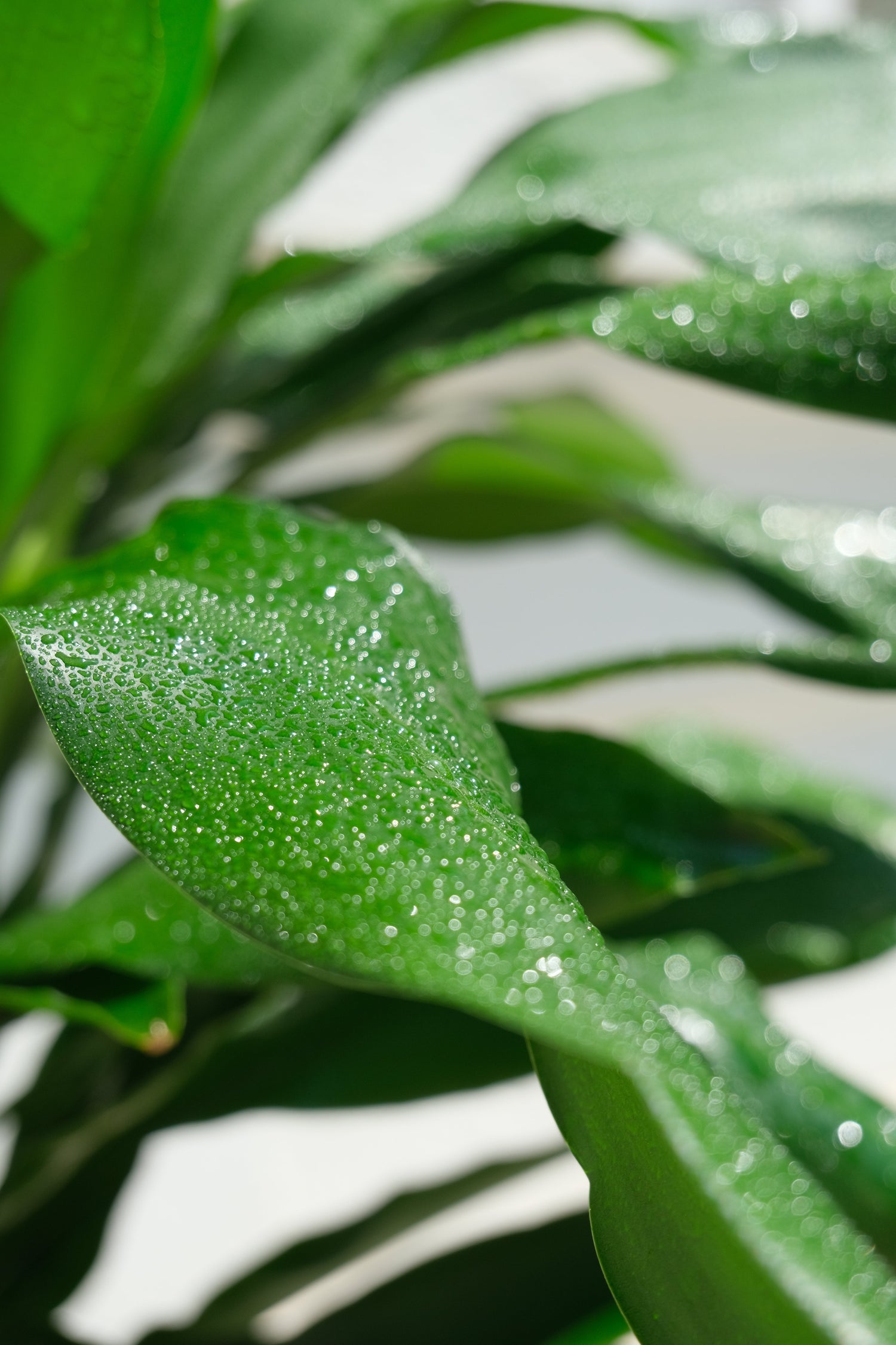 Dracaena Lind - Image 10