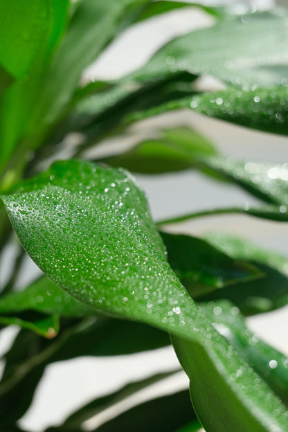 Dracaena Lind - Image 10