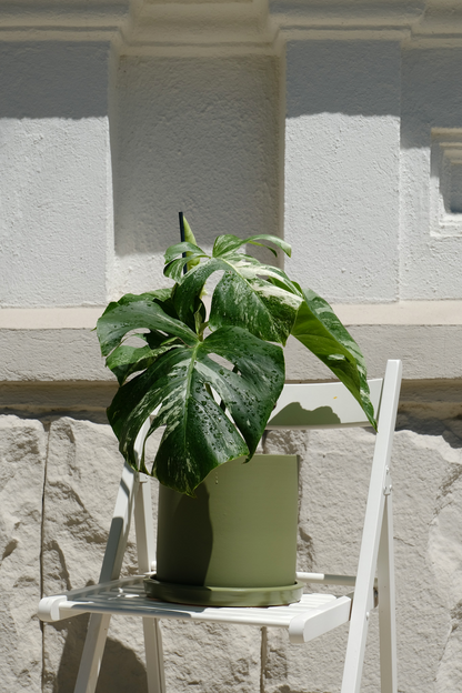 Monstera Deliciosa pestrița - Image 11