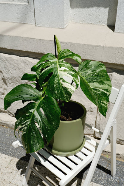 Monstera Deliciosa pestrița - Image 14