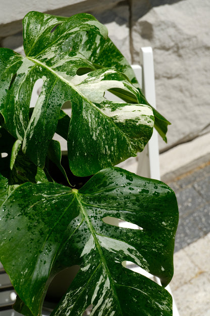 Monstera Deliciosa pestrița - Image 16