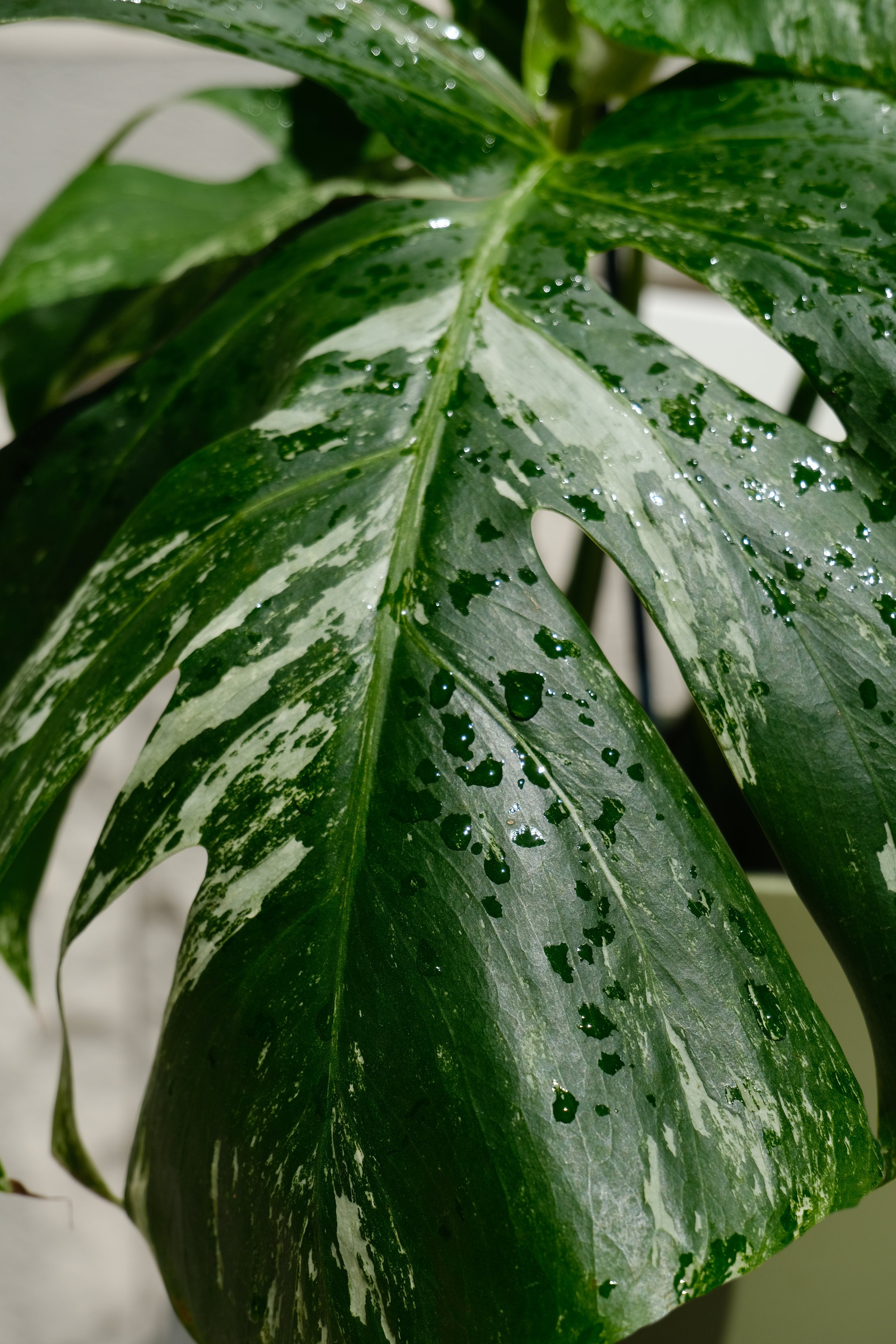 Monstera Deliciosa pestrița - Image 18