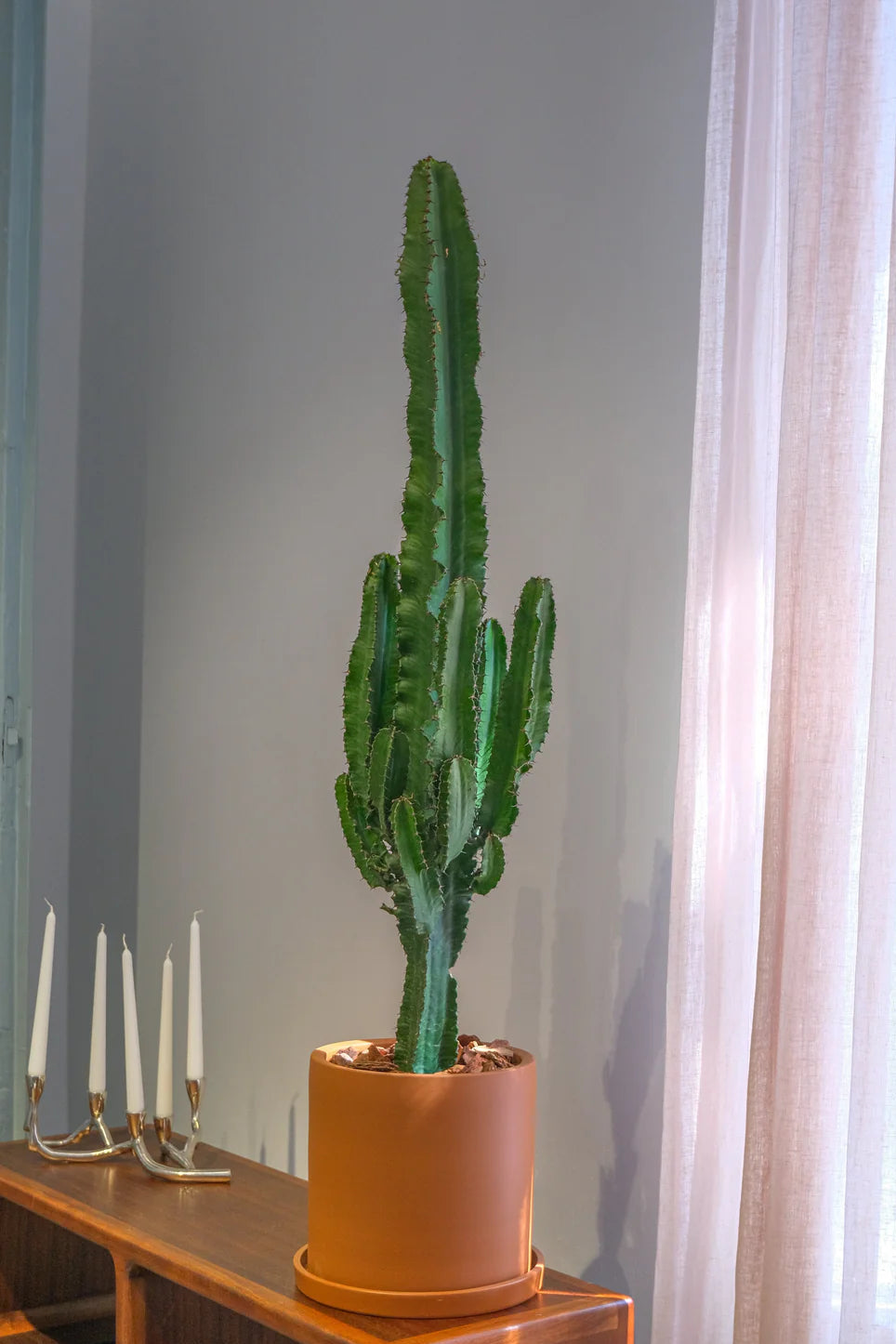 Euphorbia Eritrea branched