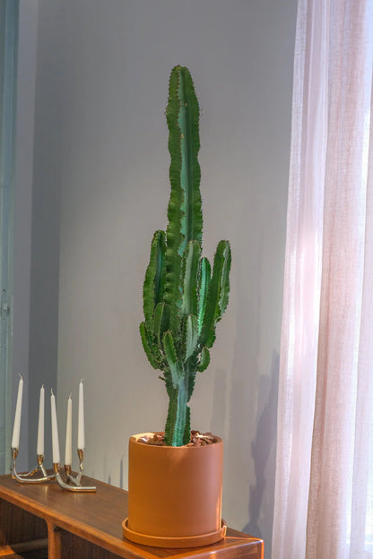 Euphorbia Eritrea branched