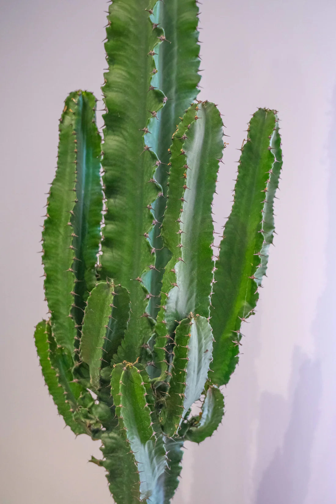 Euphorbia Eritrea branched