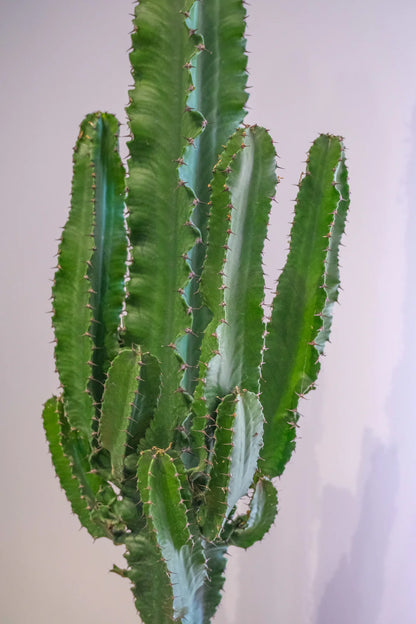 Euphorbia Eritrea branched