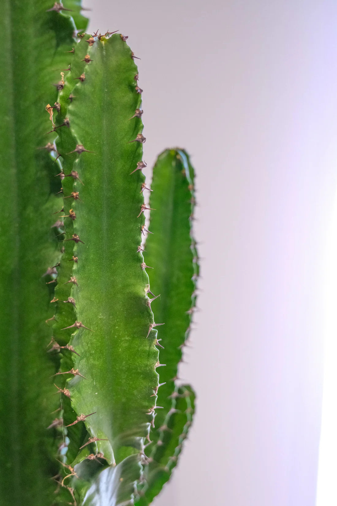 Euphorbia Eritrea branched