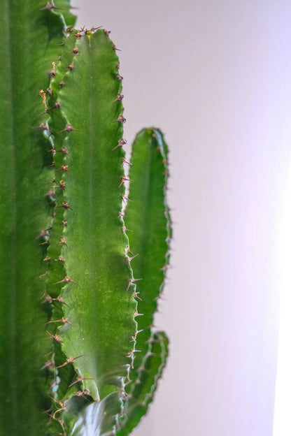 Euphorbia Eritrea branched