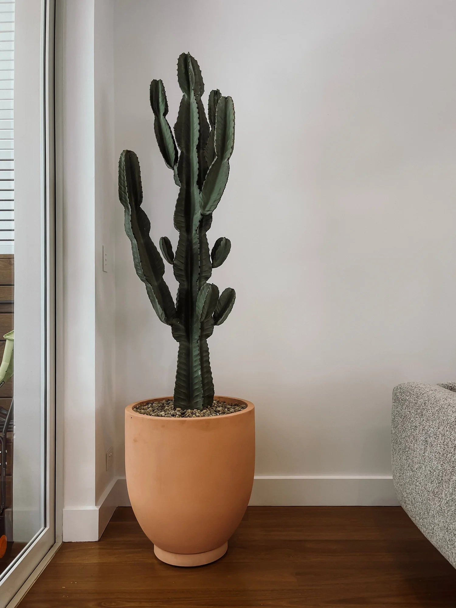 Euphorbia ingens