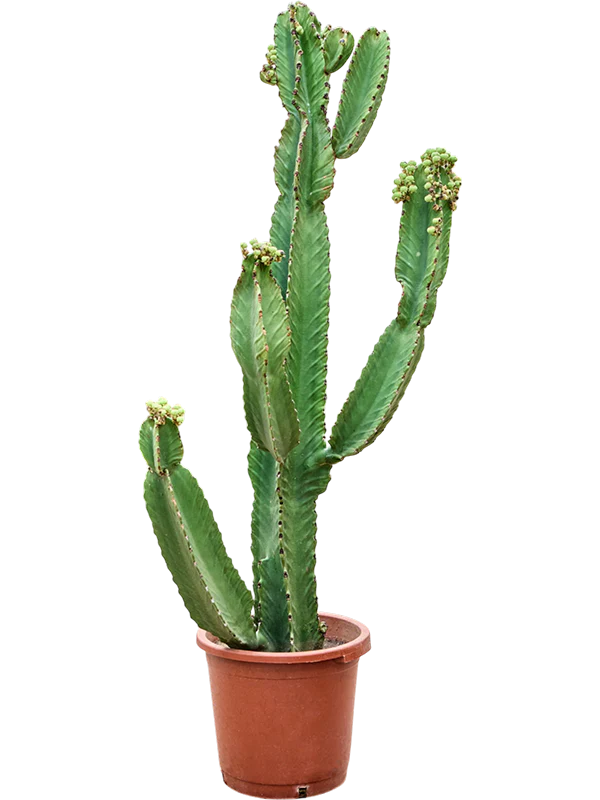 Euphorbia ingens