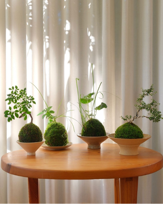 KOKEDAMA pe suport VINTAGE