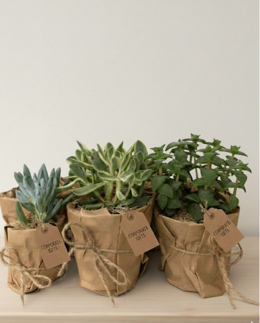 PLANTE împachetate în CRAFT SAU STOFĂ