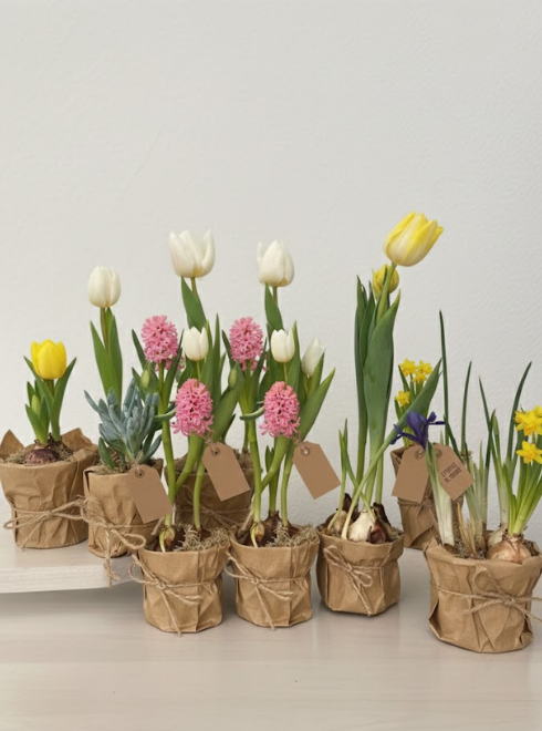 PLANTE împachetate în CRAFT SAU STOFĂ