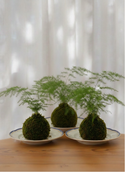 KOKEDAMA pe suport VINTAGE
