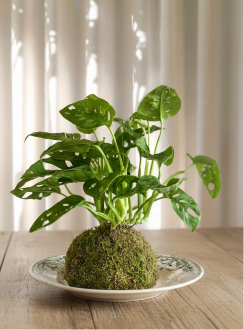 KOKEDAMA pe suport VINTAGE