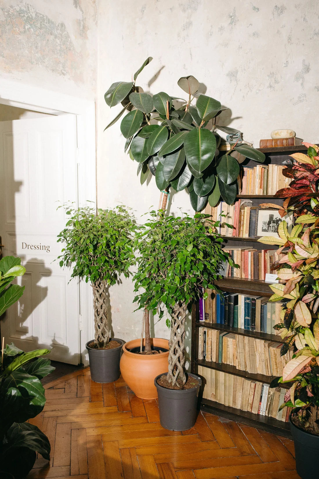 Ficus Abidjan On Stem