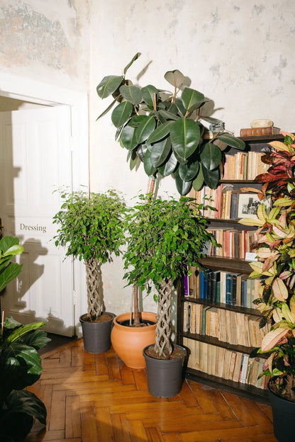 Ficus Abidjan On Stem
