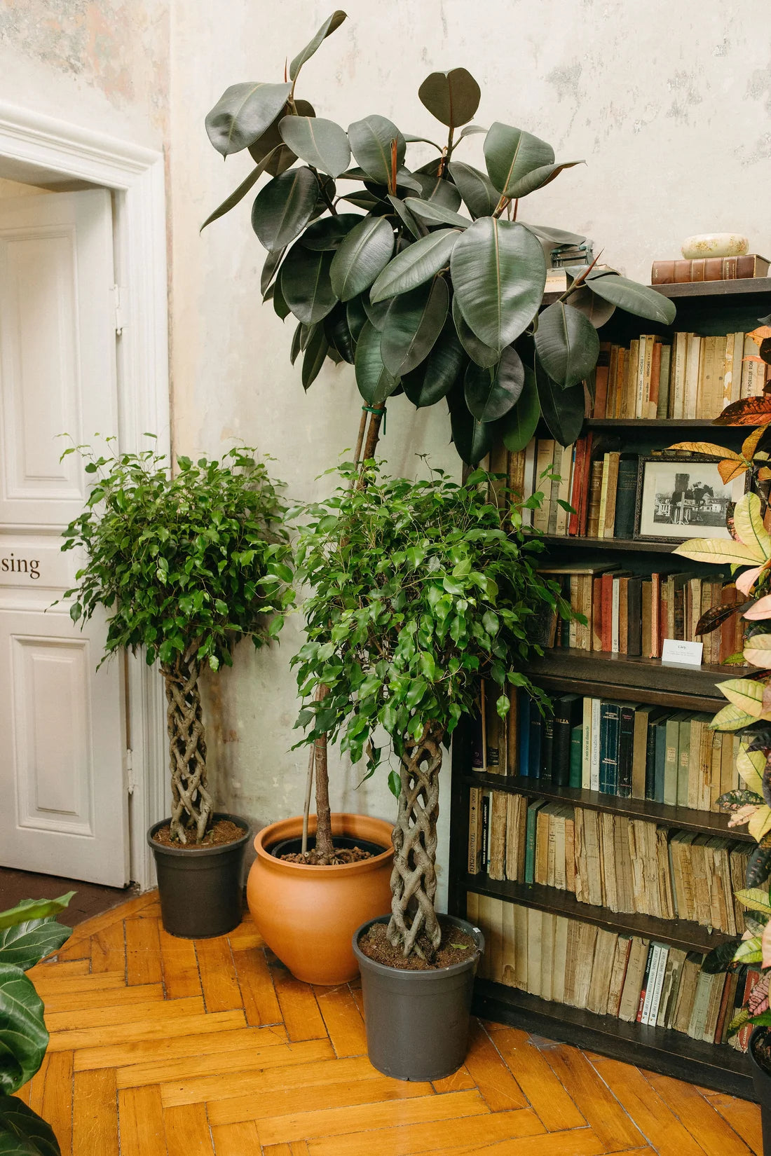 Ficus Abidjan On Stem