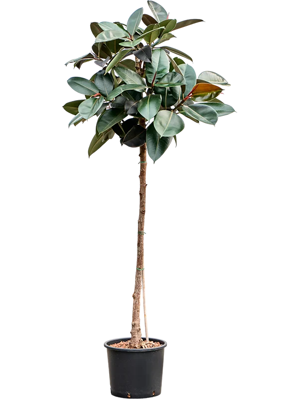 Ficus Abidjan On Stem