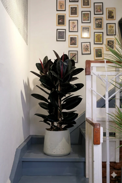 Ficus Abidjan