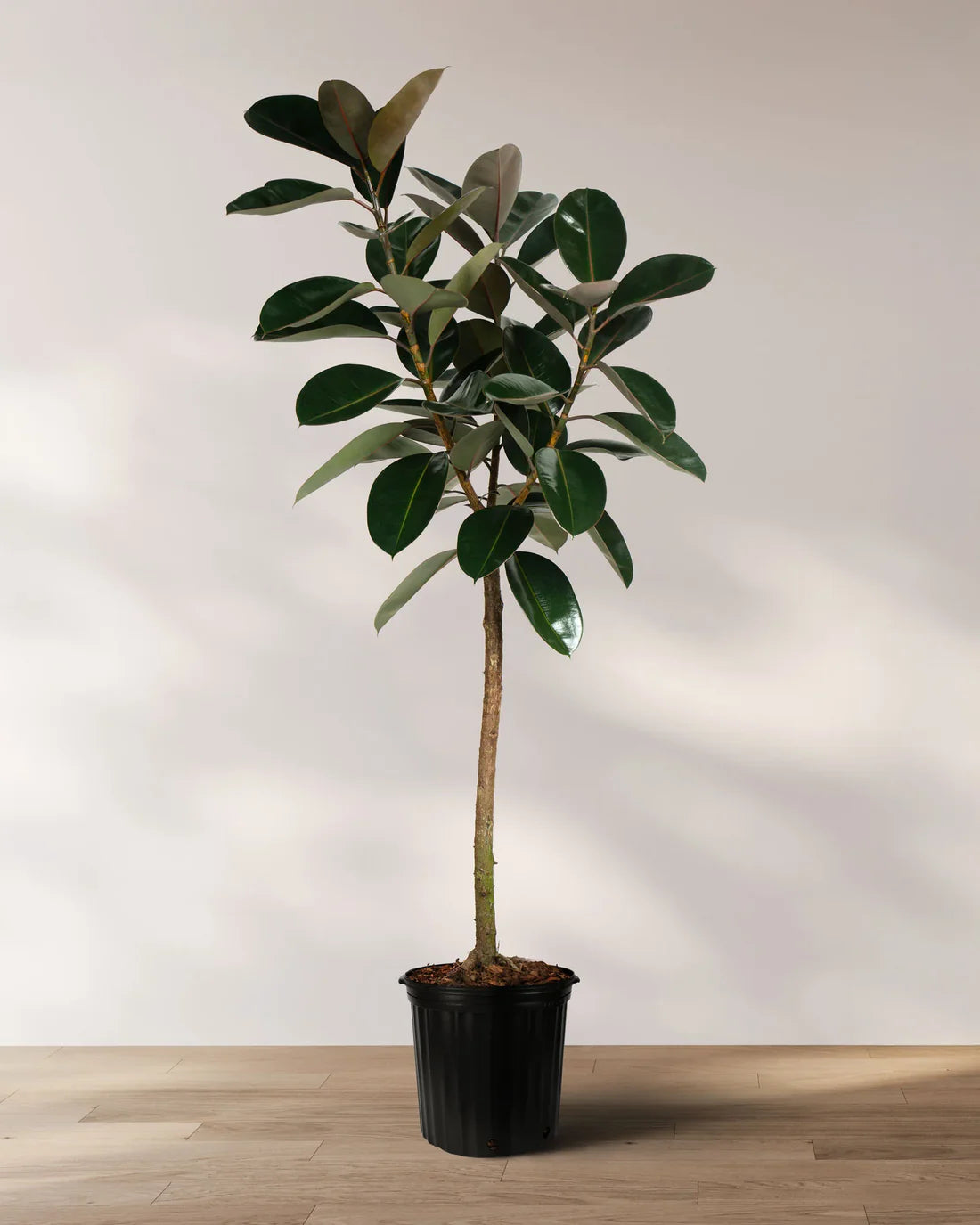 Ficus Elastica Burgundy