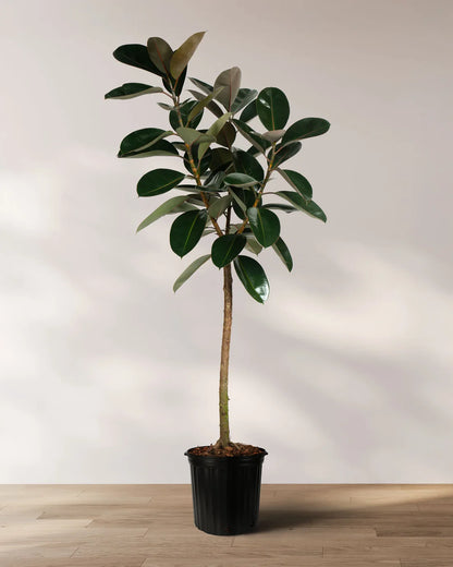 Ficus Elastica Burgundy