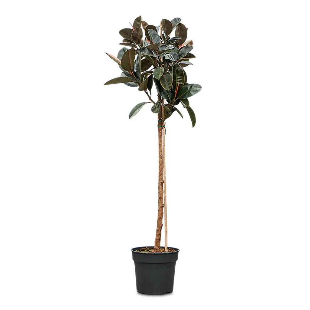 Ficus Elastica Burgundy