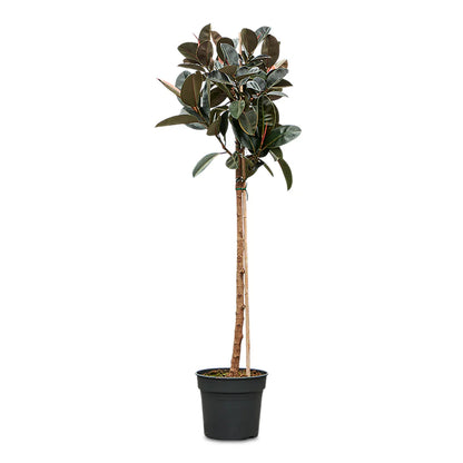 Ficus Elastica Burgundy