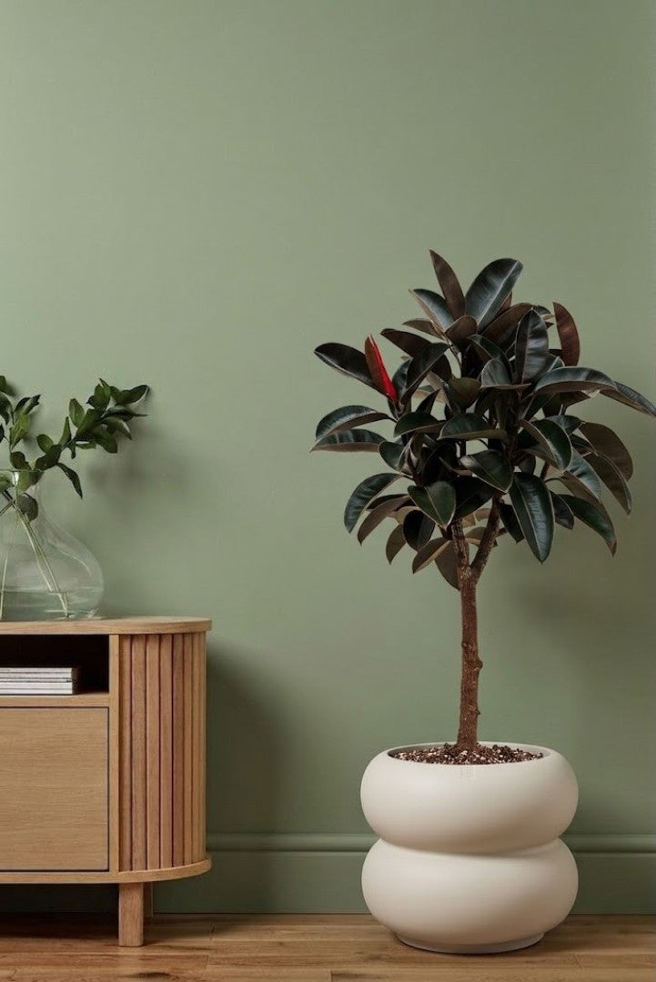 Ficus Elastica Burgundy