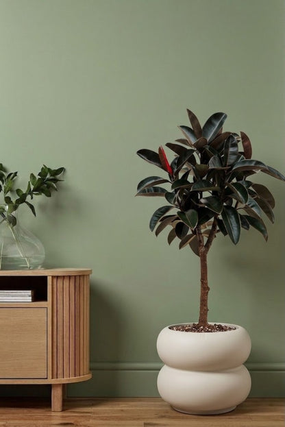Ficus Elastica Burgundy