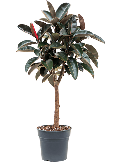 Ficus Elastica Burgundy