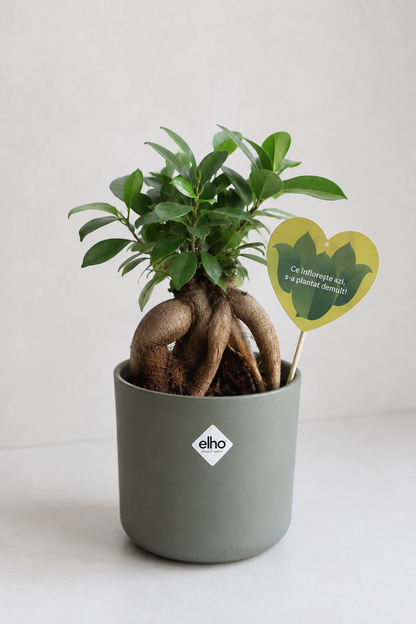 Set 3: Back to School – Ficus Ginseng