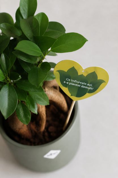 Set 3: Back to School – Ficus Ginseng