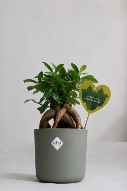 Set 3: Back to School – Ficus Ginseng