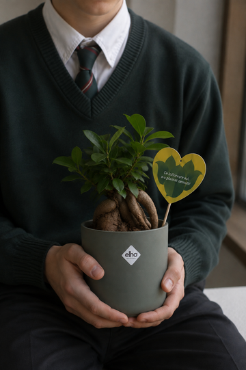 Set 3: Back to School – Ficus Ginseng
