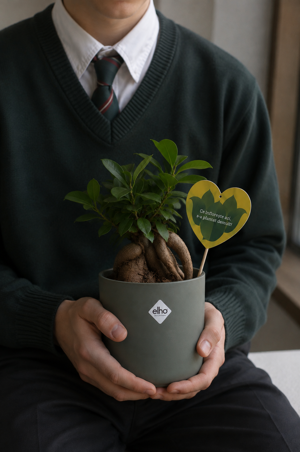 Set 3: Back to School – Ficus Ginseng
