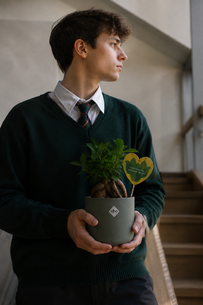 Set 3: Back to School – Ficus Ginseng