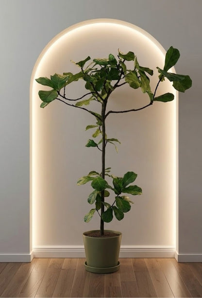 Ficus Lyrata Branched
