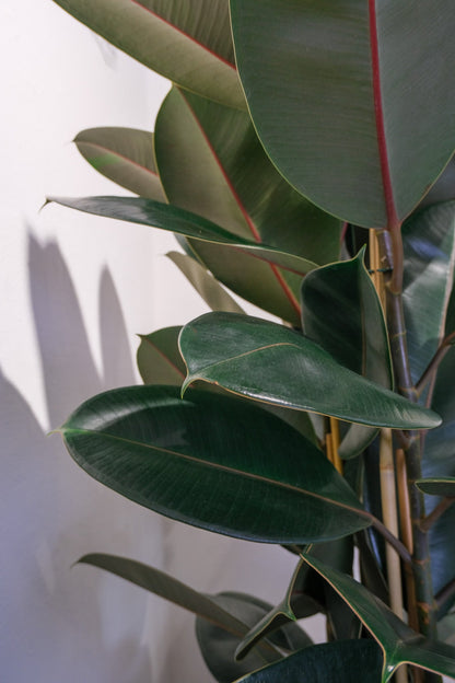 Ficus Abidjan - Image 2