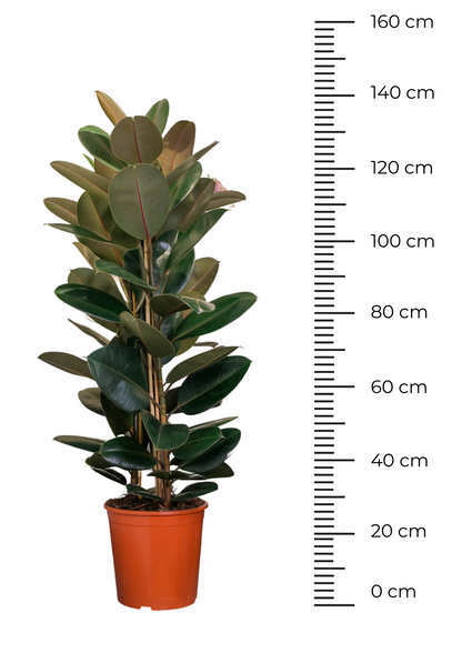 Ficus Abidjan - Image 3