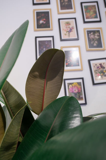 Ficus Abidjan - Image 5